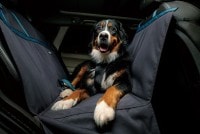 MATTHEWޥ塼ѥȥСǺˤ⹴äڥåѥȥСǤ