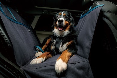 MATTHEW���ޥ��塼�����ѥ����ȥ��С��Ǻ�ˤ⹴�ä��ڥå��ѥ����ȥ��С��Ǥ�����