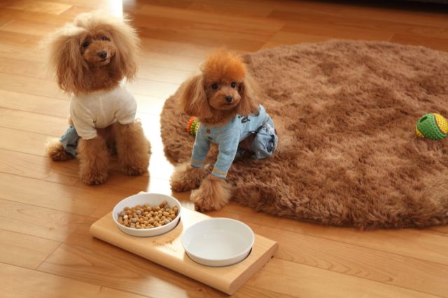 kanbatsu TWOMEAL double dish �ȥ����ߡ��롡���֥�ǥ��å��塡����ץ�ʥǥ�����ǥ��󥿥ꥢ�ˤ�礤�䤹����