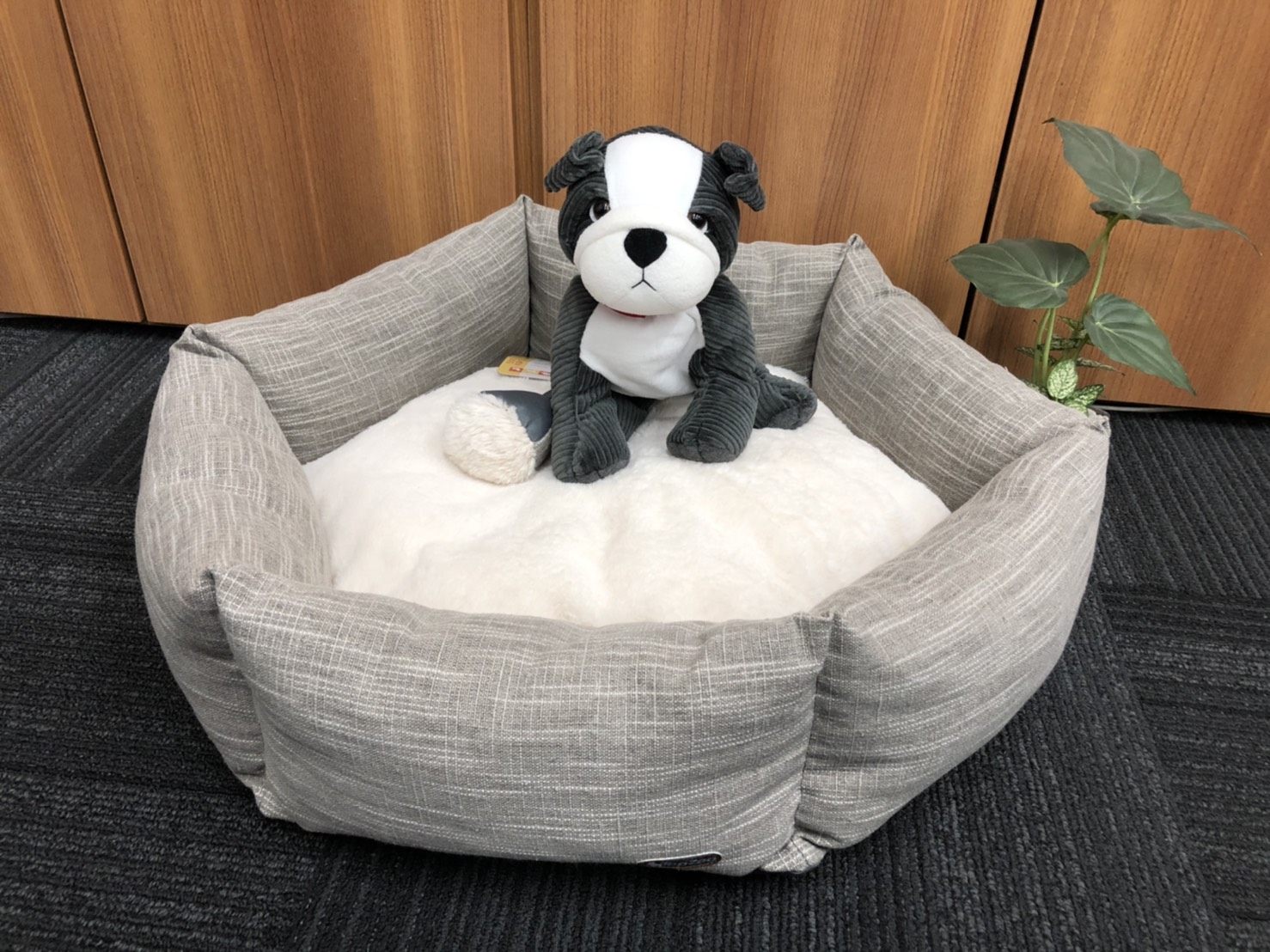 BASKET FLOWER Classic��Gray  �Х����åȥե� ���饷�å� ���졼 (2������)����ϻ�ѷ���������٥åɡ�����