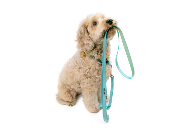sleepypodSlim Leash꡼塡4顼/1ˡǭ侮淿Υ꡼