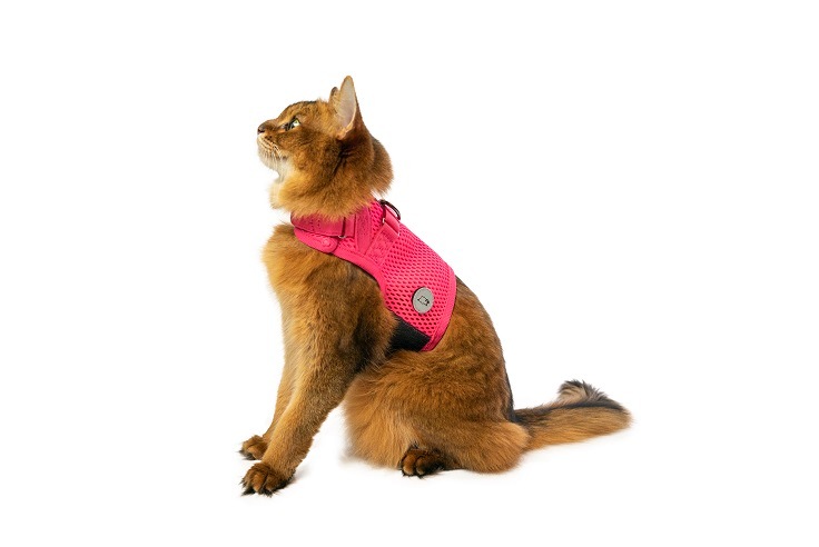 sleepypod Martingale Cat Harnessޡ󥲡륭åȥϡͥ5顼/3ˡ