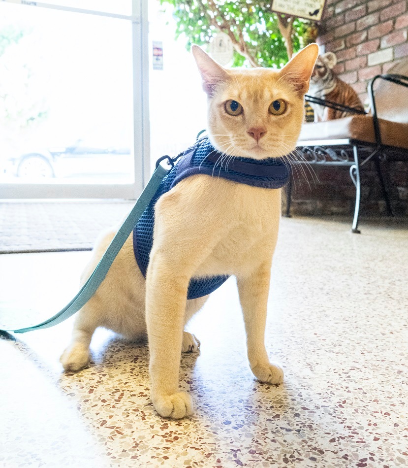 sleepypod Martingale Cat Harnessޡ󥲡륭åȥϡͥ5顼/3ˡ