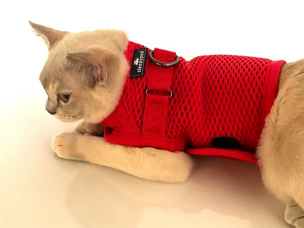 sleepypod Martingale Cat Harnessޡ󥲡륭åȥϡͥ5顼/3ˡ