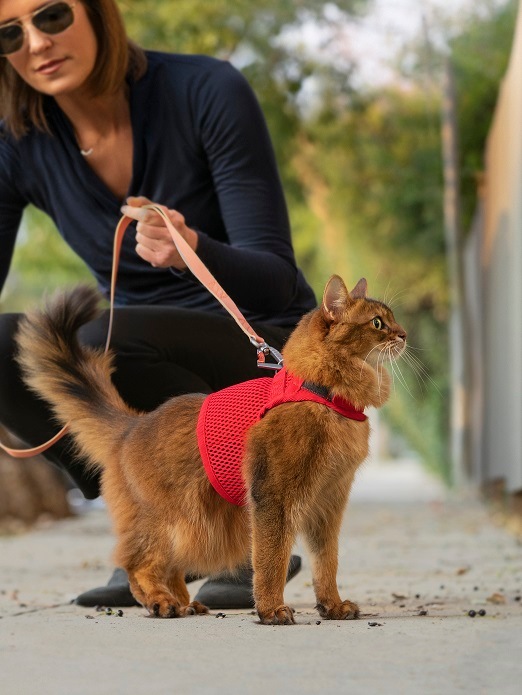 sleepypod Martingale Cat Harnessޡ󥲡륭åȥϡͥ5顼/3ˡ