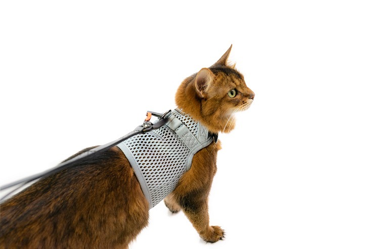 sleepypod Martingale Cat Harnessޡ󥲡륭åȥϡͥ5顼/3ˡ
