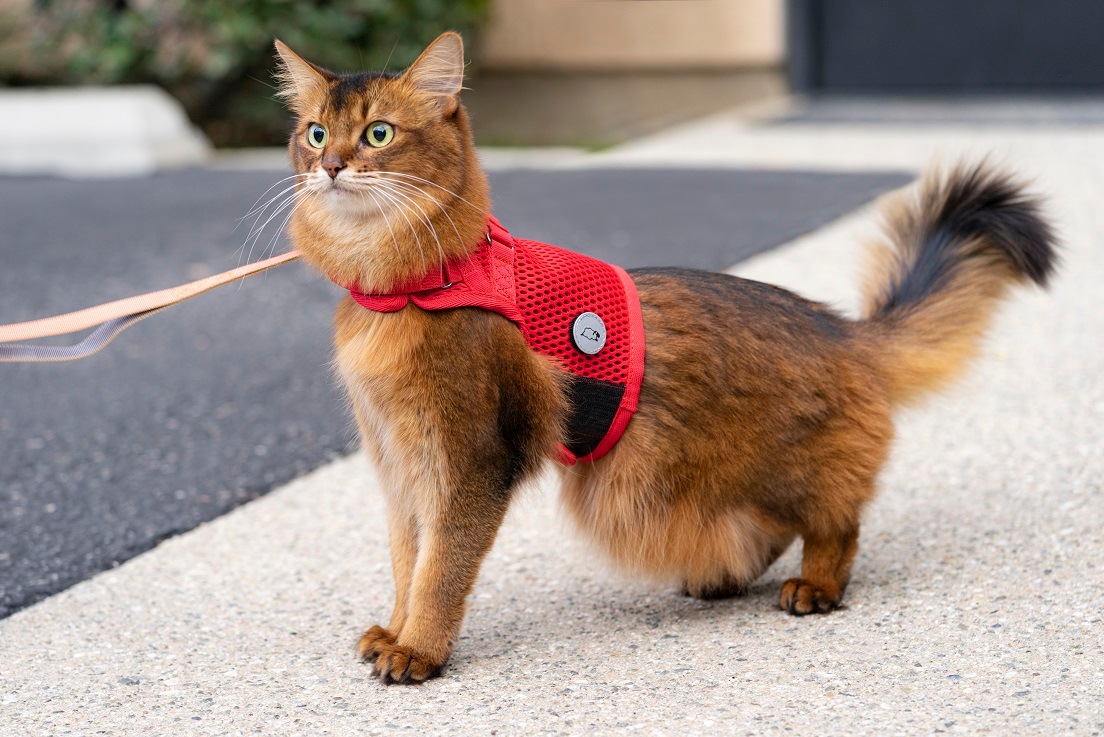 sleepypod Martingale Cat Harnessޡ󥲡륭åȥϡͥ5顼/3ˡ