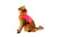 sleepypod Martingale Cat Harnessޡ󥲡륭åȥϡͥ5顼/3ˡ