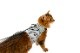 sleepypod Martingale Cat Harnessޡ󥲡륭åȥϡͥ5顼/3ˡ