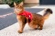 sleepypod Martingale Cat Harnessޡ󥲡륭åȥϡͥ5顼/3ˡ