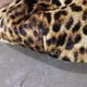 Mr.FATMAN �ߥ������ե��åȥޥ��THREE LOVE CASQUETTE LEOPARD�ۥ��꡼��֥��㥹���å� �쥪�ѡ��� �ե��� ������