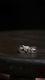 RAOING �������󥰡�Classic Horse Ring�ۥ��饷�å��ۡ������ ���� �ϥ�ɥᥤ�� ����С� SILVER925 