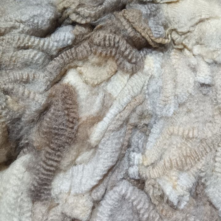 コリデール　ベージュ２　グリージーウール　1Kg単位  ＜紡毛 紡ぎ 染め 羊毛 フェルト＞