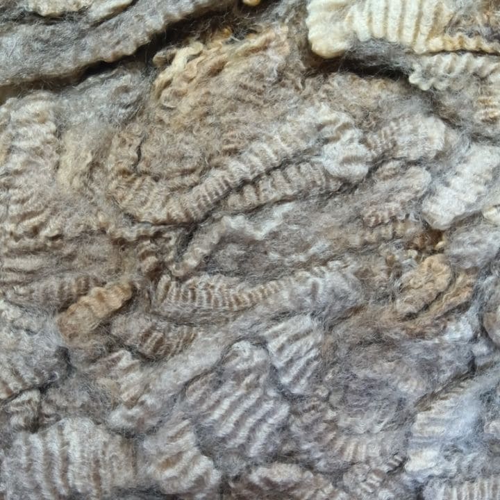 ポルワス　ベージュ１　グリージーウール　1.6kg ＜紡毛 紡ぎ 染め 羊毛 フェルト＞