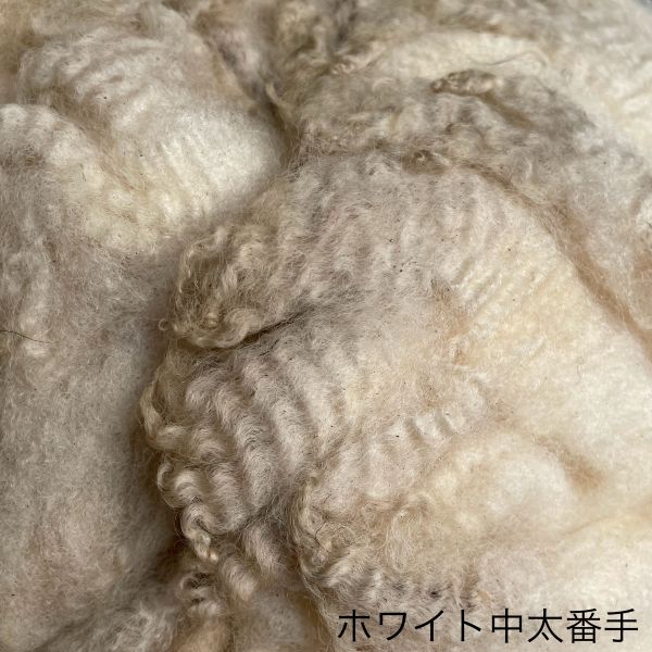 シェットランド　ホワイト　中～太番手　グリージーウール　1.55Kg ＜紡毛 紡ぎ 染め 羊毛 フェルト＞