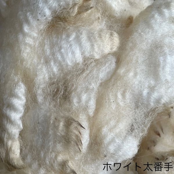 シェットランド　ホワイト　太番手　グリージーウール ＜紡毛 紡ぎ 染め 羊毛 フェルト＞