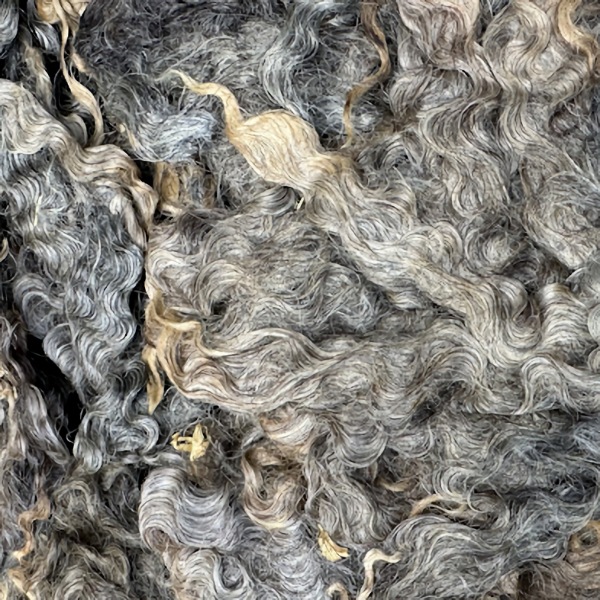 イングリッシュレスター　カラード　グリージーウール　1Kg単位＜紡毛 紡ぎ 染め 羊毛 フェルト＞