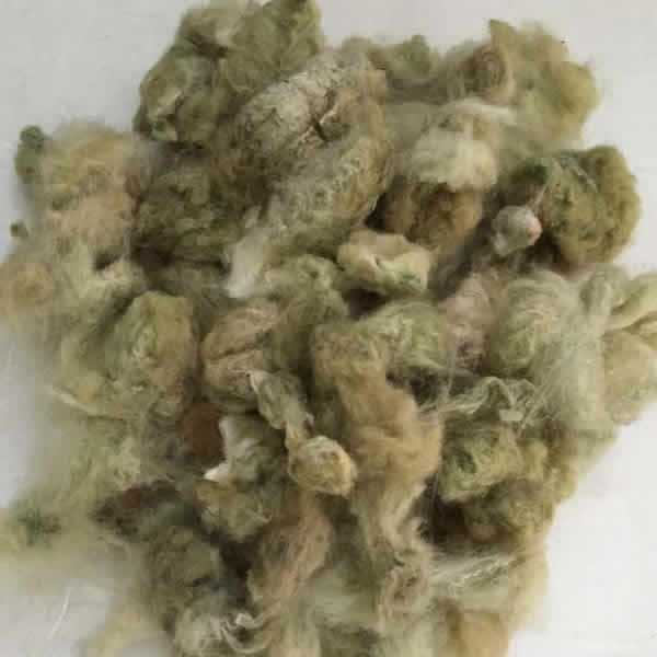 コットン 種付き 緑綿 100g ＜綿 オーガニック 紡ぎ＞