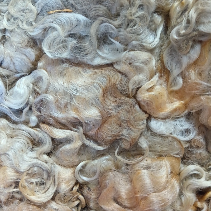 リンカーン　ホワイト　グリージーウール　1Kg単位  ＜紡毛 紡ぎ 染め 羊毛 フェルト＞