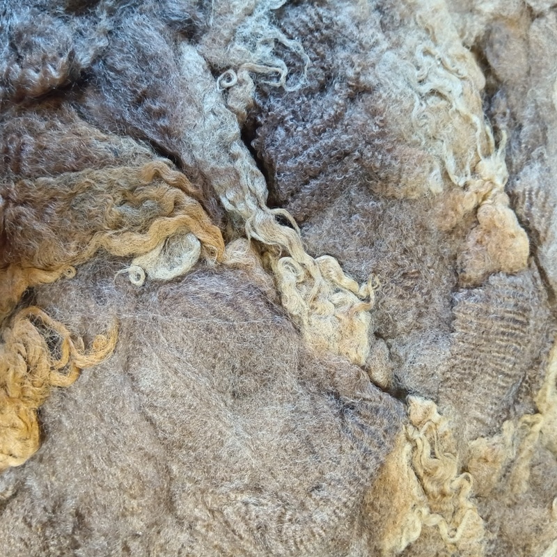 ポルワス　ブラウン１　グリージーウール　1Kg単位  ＜紡毛 紡ぎ 染め 羊毛 フェルト＞