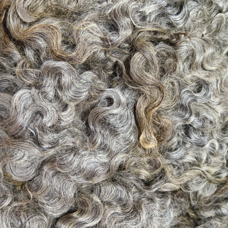 ゴットランド　グレー１　グリージーウール　1.3Kg  ＜紡毛 紡ぎ 染め 羊毛 フェルト＞