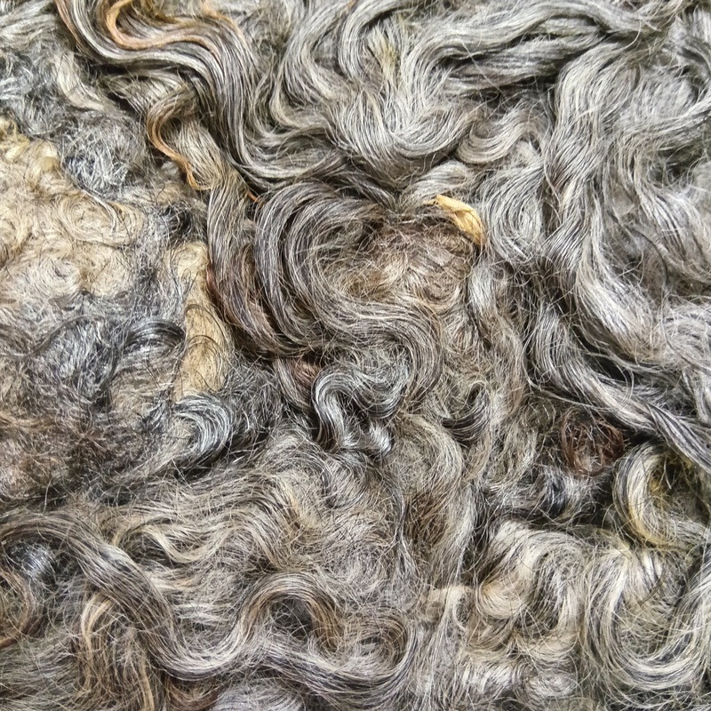 ゴットランド　グレー１　グリージーウール　1.3Kg  ＜紡毛 紡ぎ 染め 羊毛 フェルト＞