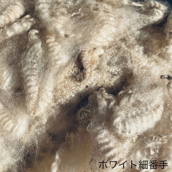 シェットランド　ホワイト　細番手　グリージーウール ＜紡毛 紡ぎ 染め 羊毛 フェルト＞