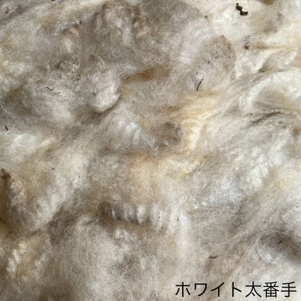 シェットランド　ホワイト　太番手　グリージーウール ＜紡毛 紡ぎ 染め 羊毛 フェルト＞