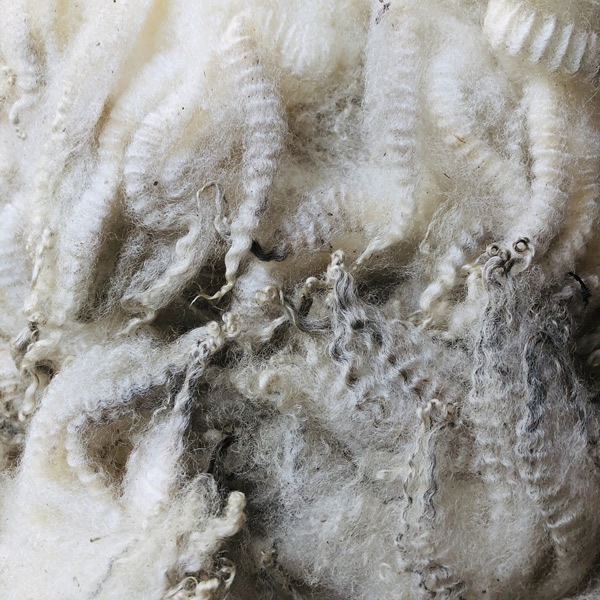 シェットランド ホワイト 中~細番手 グリージーウール 1.4Kg <紡毛 紡ぎ 染め 羊毛 フェルト>