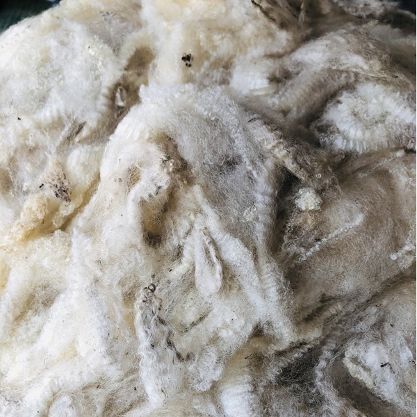 シェットランド　ホワイト　細番手　グリージーウール　1.5Kg ＜紡毛 紡ぎ 染め 羊毛 フェルト＞