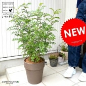 <br><br>���ޥȥͥꥳ ���祳�졼�� �֥饦�� �ƥ饳�å� <br>ȭ���� ��Ω���ȥͥꥳ �� ���� ȭ �� <br>�� �㿧 ������ ���祳 ���տ�ʪ �����䥷�ե����С�