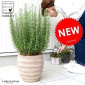 <br><br>�������ޥ꡼ �ʥܡ��������� ����ƥ����� �֥饦�� �ƥ饳�å� <br>ȭ���� 8�� Ω�� �������ޥ� �ϡ��� �ϡ��� <br>�Ǿ� ƫ��ȭ ȭ �㿧 �� ������ �١����� <br>�� ���� �緿 �ᥳ�� ���տ�ʪ