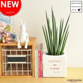 <br><br>�� ���տ�ʪ �ۡ����󥹥٥ꥢ���ߥ��ɡ����塼�Ȥ�ƫ��ȭ���åȡ��Х����ꥹ����Ϸ�������ݥ���Ⱦò������տ�ʪ