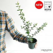 <br><br>�ڤ���ۡ������ȿ��Ӥ������꡼���ġ�����5�極������ȭ���С����åȡ����꡼�֡��ġ����ڡ�ȭ��������Ϸ�������ݥ���Ⱦò������տ�ʪ