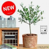 <br><br>���꡼�� ���㿧�˥⥹�ݥå� �������������ƥ饳�å�ȭ�ڥС������åס�������� <br>���뺧����ξ�ƤؤΥץ쥼��ȡ��뺧���ε�ǰ�ʡ���£�襮�եȡ�ξ��£���ʡ�MOSS POT���ġ����ڡ�ȭ��������Ϸ�������ݥ���Ⱦò������տ�ʪ