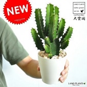 <br><br>�ڤ���� ���ܥƥ������ա��������󥫥��� 4�� �� �ץ饹���å�ȭ <br>¿����ʪ���ե桼�ե���ӥ����ȥ������������桼�ۥ�ӥ���<br>�����������ġ����ڡ���Ϸ�������ݥ���Ⱦò������տ�ʪ