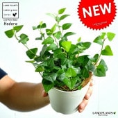 <br><br>�ϡ��ȥ����ӡ��ʥ������� �� �ץ饹���å�ȭ 4�� <br>�����ӡ����إǥ顦�����ӡ����������ġ����ڡ�<br>��Ϸ�������ݥ���Ⱦò������տ�ʪ��¿����ʪ��<br>���ť������ա�Hedera helix�������襦���ť����إǥ饵�������إ�å���