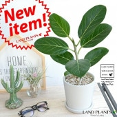 <br><br>�٥󥬥르�� �ۥ磻�� �ޥåȥ饦��� ƫ��ȭ<br>������� �٥󥬥�󥷥� ���տ�ʪ <br>ȭ ȭ���� �� ���� �� �� ����̵��