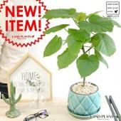 <br><br>����٥顼�� �Ŀ� ��������� �饦��ɷ� ƫ��ȭ �֥롼 <br>���ڴ��տ�ʪ�ۡ����桦���桦�Ŀ�ƫ��ȭ������ȭ