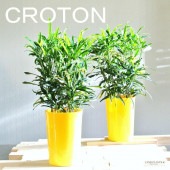 �����ȥ�ʥ饻��� 4�� �ץ饹���å�ȭ��1ȭ��<br>�饻�󥯥��ȥ� ����