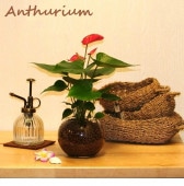 <br><br>���󥹥�塼����ֲ֡� �ܡ��뷿 ���饹�ƴ�ǰ�Ƥ� ����� ���󥹥ꥦ�� <br>�ϥ��ɥ�������㡼 �ϥ��ɥ� �����٥˥����� <br>�� ���饹 ���� �ִ� ���տ�ʪ ��ʪ