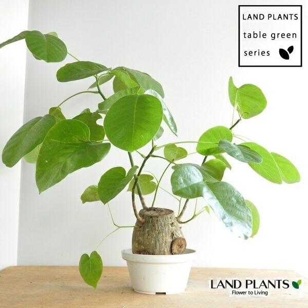 美株 ボンバックス エリプティクム （鉢付き） 樹~9月18『ボンバックス