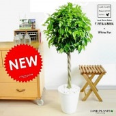 <br><br>�٥󥸥�ߥ�ʥȥԥ��꡼��Ω�ơ� �� ���饢����ȭ <br>�٥󥸥�ߥʡ�����������ɻ�Ω�ơ��٥󥸥�ߥ󥴥ࡡ���ʤ�<br>�ڳڥ���_�Τ��ۡڳڥ���_�Τ�����ۡڳڥ���_��å��ۡڳڥ���_��å����ϡ�<br>������ɡ������쥬����ޥ롡�ܡ��뷿