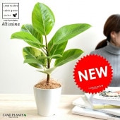 <br><br>�ڤ���� ����ƥ����� 4�� �� �ץ饹���å�ȭ <br>����ƥ����� �Хꥨ������ ������ �������� <br>ȭ���� ���� �� �� �ۥ磻�� �ݷ�