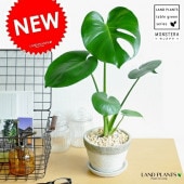 <br><br>��󥹥ƥ� �����ͤΥ����ȥݥå� M������ ƫ��ȭ <br>�ǥꥭ������˱��� (�ۥ��饤���祦)����󥹥�������ե��ɥۥ顦�ƥȥ饹�ڥ�ޡ����ȥ��⥫����°���ۥ��饤���祦°���ǥꥷ�������ǥꥷ����������Ϸ�������ݥ���Ⱦò������տ�ʪ ����̵��