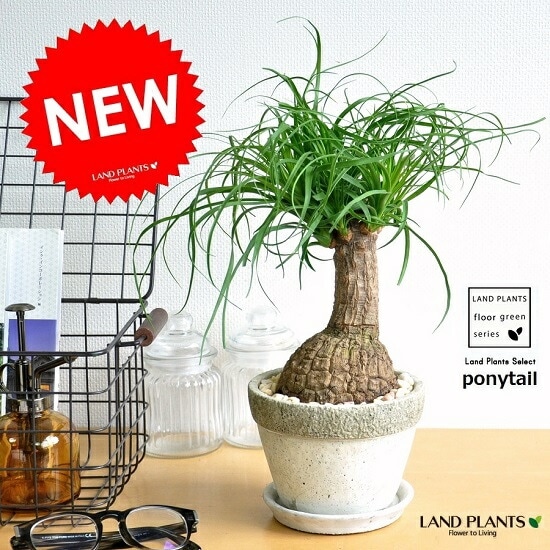 トックリラン　幹太 br><br>トックリラン（幹太） 石模様のセメントポット Mサイズ <br>幹