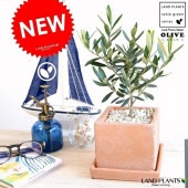 <br><br>���꡼�� ����󥸥ƥ饳�å��� ���塼�ַ� ƫ��ȭ�ڲ������С�������������� <br>����ȭ ���꡼�֤��� �� ���� ȭ ���� <br>���տ�ʪ ���� ���� �뺧�� <br>�� �� �������� �ͳ� ������