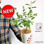 <br><br>�ڤ���� �֥롼�٥꡼�ʥƥ��ե֥롼�� 4�� �� �ץ饹���å�ȭ <br>ȭ���������ڡ���Ϸ�������ݥ���Ⱦò������տ�ʪ