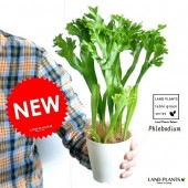 <br><br>�ڤ���� �ݥ�ݥ����� 4�� �� �ץ饹���å�ȭ <br>���տ�ʪ