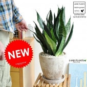 <br><br>���󥹥٥ꥢ�ʥ���˥��� �㿧 ���å��饦��� ƫ��ȭ ���󥻥٥ꥢ��������������<br>�����եȤ˺�Ŭ�ɣԣţͤ��<br>����奦���ĥ��ȭ��Sansevieria Zeylanica���ݥ���Ⱦò� ���տ�ʪ����Ϸ�������ݥ���Ⱦò������տ�ʪ